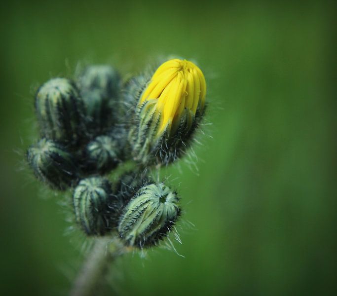 Akkermelkdistel by Marthijn van Tellingen