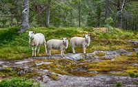 drie jonge schapen of lammeren kijken naar de camera in noorwegen in het bos bij likholefossen bij b van ChrisWillemsen thumbnail