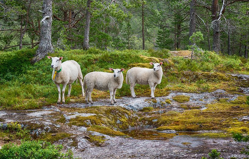 drei junge schafe oder lämmer schauen in die kamera in norwegen im wald am likholefossen bei balestr von ChrisWillemsen