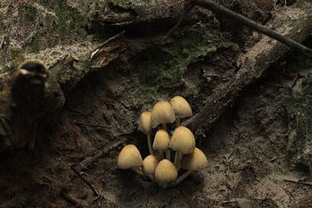 Paddestoelen familie