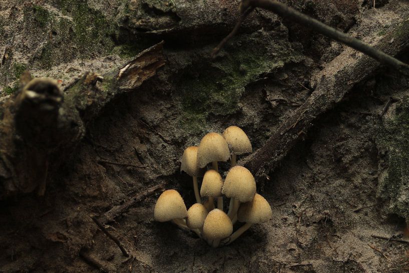 Famille de champignons par Timothy Smits