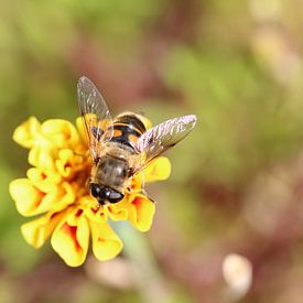 Unter von Eveline Habing