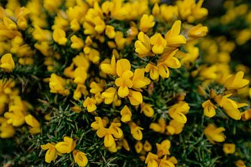 Fleurs jaunes sur Myrthe Vlasveld