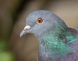 Gros plan sur un pigeon urbain aux magnifiques couleurs. Utilisable pour des articles