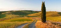 Paysage toscan avec des cyprès, Toscane, Italie