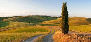 Toscaans landschap met cipressen, Toscane, Italië van Markus Lange
