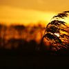 Rietpluim met oranje zonsondergang in Nederland van Discover Dutch Nature