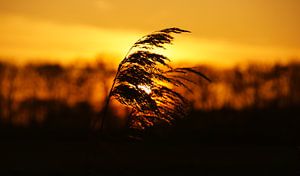 Plume de roseaux avec coucher de soleil orange aux Pays-Bas