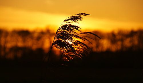 Rietpluim met oranje zonsondergang in Nederland