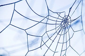Rijp op een spinnenweb