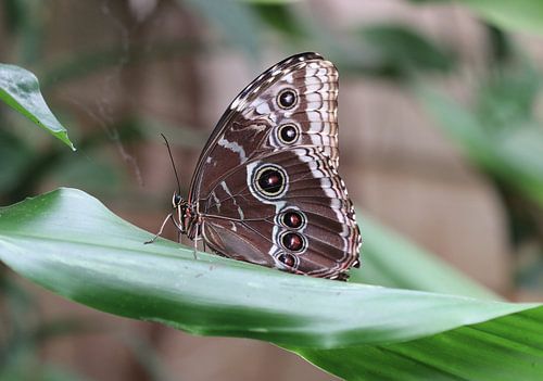 Blauwe morpho vlinder