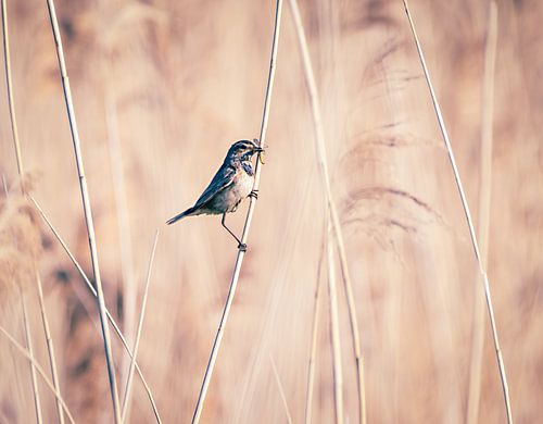 Blauwborst met insect