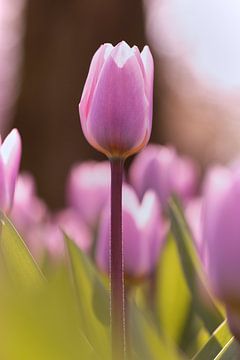 Tulipe dans la belle lumière du matin sur Karel Ham