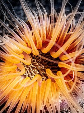 tube-dwelling anemone (ceriantharian) by Enak Cortebeeck