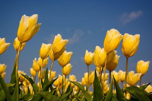 Geel tulpen veld
