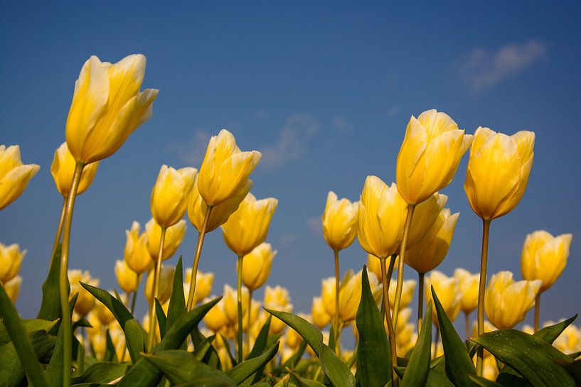 Geel tulpen veld par Hanneke Hartman