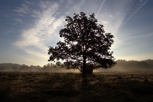 opkomende zon achter de boom