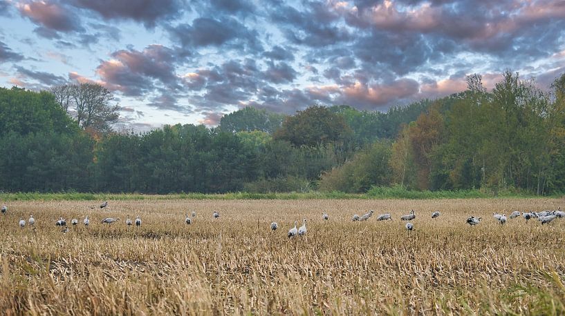 Kraniche auf einem geernteten Feld von Martin Köbsch