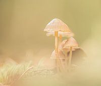 Herbst
