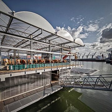 Schwimmende Kuhfarm in Rotterdam
