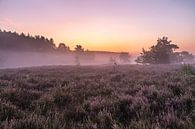Juste avant le lever du soleil sur la bruyère des poètes du Limbourg belge, Belgique par Fotografie Krist / Top Foto Vlaanderen Aperçu
