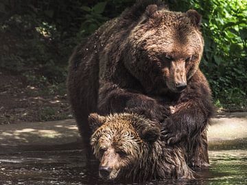 Brown Bear : Ouwehands Dierenpark by Loek Lobel