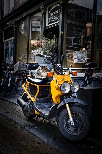 Quiet moments in the city: Cat on a scooter in a nostalgic alleyway idyll by Simon Kim