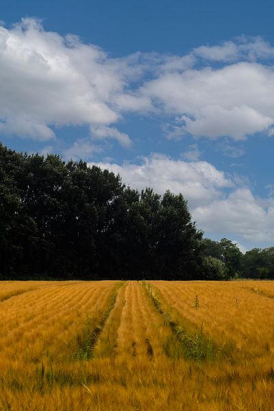 Grain field, Mariënwaerdt by Nynke Altenburg