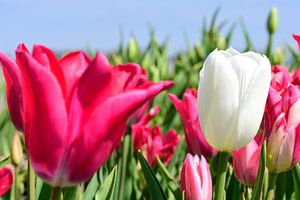 Eine weiße Tulpe zwischen roten Tulpen