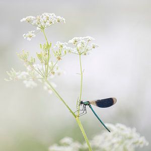 la demoiselle du ruisseau des prés est suspendue à un sifflet d'herbe.