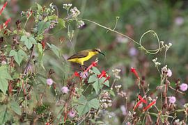 tuinzonnevogel (Cinnyris jugularis) Queensland, Australië