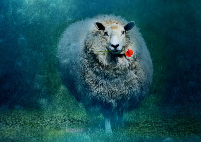 A sheep in love by Anne Seltmann