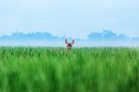Deer in the field