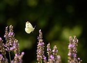 Schmetterling schwebt über Lavendelblüten von Marc Stoppenbach Miniaturansicht