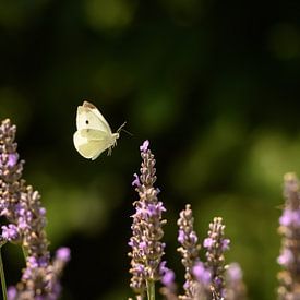 Schmetterling schwebt über Lavendelblüten von Marc Stoppenbach