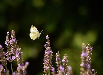 Vlinder zweeft over lavendelbloemen van Marc Stoppenbach