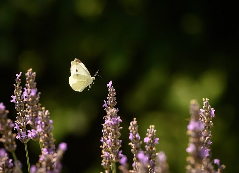 Schmetterling schwebt über Lavendelblüten von Marc Stoppenbach