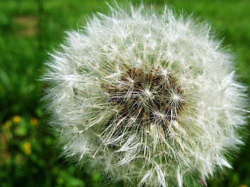 Pluissbol van een Paardeboem