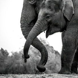 Elefanten-Portrait von Amanda Blom