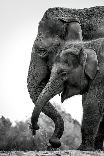 Elephant portrait