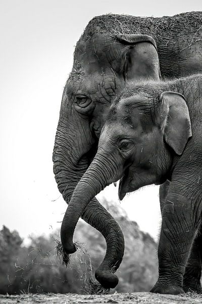 Elephant portrait by Amanda Blom