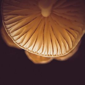 portrait de champignon en porcelaine sur Ribbi