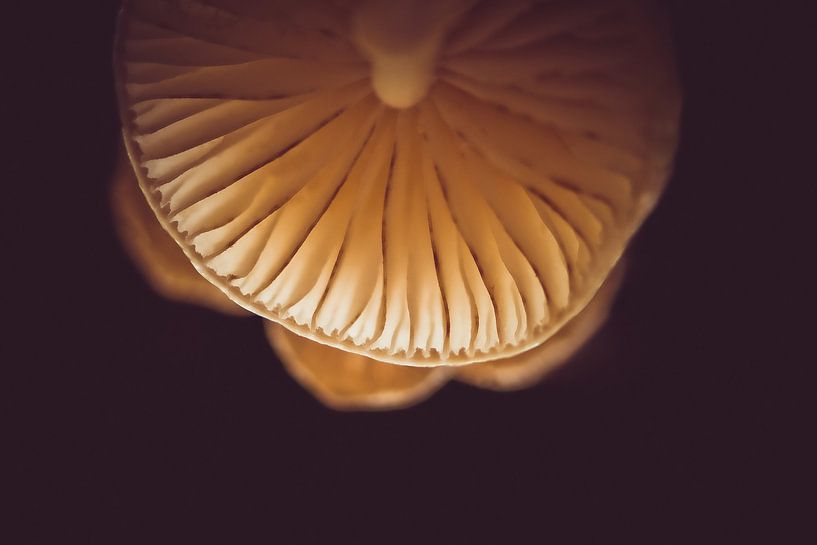 portrait de champignon en porcelaine par Ribbi