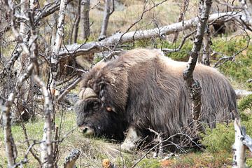 Muskusos Dovrefjell, Noorwegen van Frank Fichtmüller