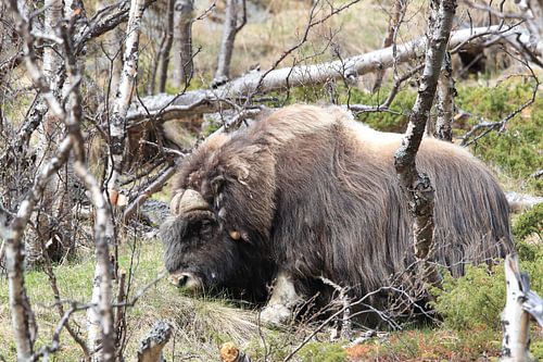 Muskusos Dovrefjell, Noorwegen