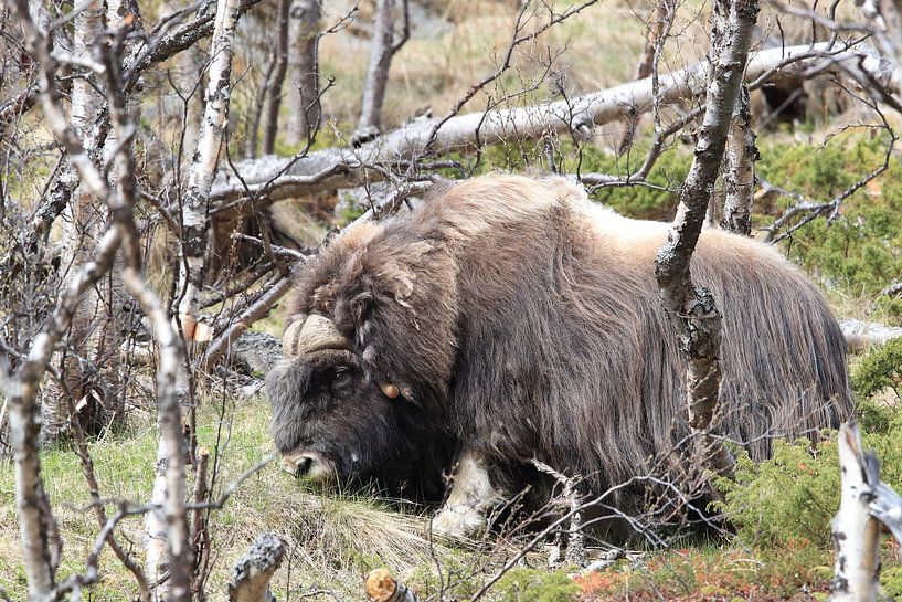 Muskusos Dovrefjell, Noorwegen van Frank Fichtmüller