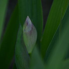 Deco met een ontluikende iris van Berend