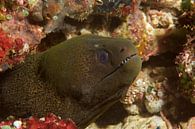 Mureen (moray eel) toont tanden by M&M Roding thumbnail