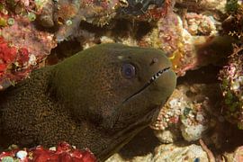 Mureen (moray eel) toont tanden by M&M Roding