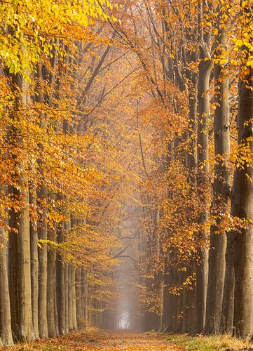 Herfst